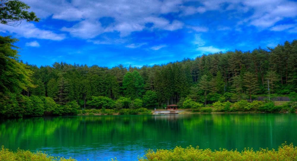 Economías de Latinoamérica pueden crecer sin devastar bosques